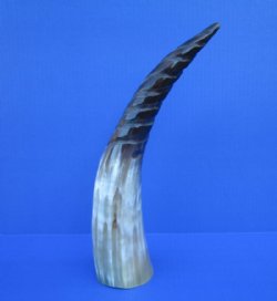 13-1/2 inches Spiral Carved Buffalo Horn with colors, black, tan, cream - Buy this one for $18.99