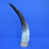 13-1/2 inches Spiral Carved Buffalo Horn with colors, black, tan, cream - Buy this one for $18.99