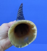 13-1/2 inches Spiral Carved Buffalo Horn with colors, black, tan, cream - Buy this one for $18.99