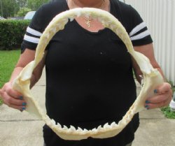 Tiger Shark Jaw, (G...