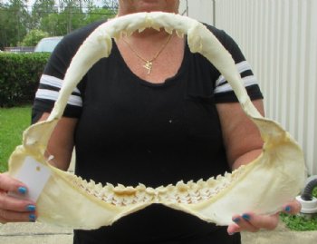 Tiger Shark Jaw, (Galeocerdo cuvier) 17x13 inches <font color=red> WITH EXTREMELY SHARK TEETH</FONT> - Buy this one for $349.99 (Delivery Signature Required)