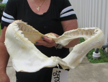 Tiger Shark Jaw, (Galeocerdo cuvier) 17x13 inches <font color=red> WITH EXTREMELY SHARK TEETH</FONT> - Buy this one for $349.99 (Delivery Signature Required)