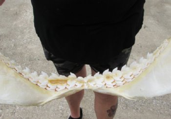 Tiger Shark Jaw, (Galeocerdo cuvier) 17x13 inches <font color=red> WITH EXTREMELY SHARK TEETH</FONT> - Buy this one for $349.99 (Delivery Signature Required)
