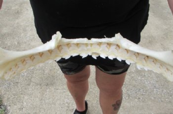 Tiger Shark Jaw, (Galeocerdo cuvier) 17x13 inches <font color=red> WITH EXTREMELY SHARK TEETH</FONT> - Buy this one for $349.99 (Delivery Signature Required)