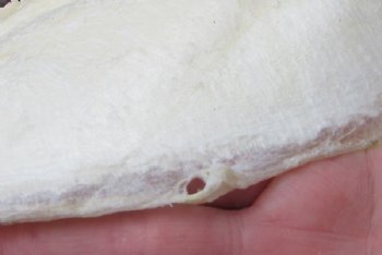 Tiger Shark Jaw, (Galeocerdo cuvier) 17x13 inches <font color=red> WITH EXTREMELY SHARK TEETH</FONT> - Buy this one for $349.99 (Delivery Signature Required)