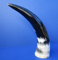 11-1/2 inches Engraved Starfish Design with Rope Polished Water Buffalo Horn for Sale  - Buy this one for $25.99
