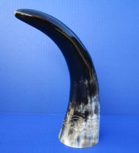 11-1/2 inches Engraved Starfish Design with Rope Polished Water Buffalo Horn for Sale  - Buy this one for $25.99