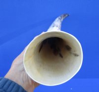 16 inches Polished White Cow Horn with browns, golds and white - Buy this one for $29.99