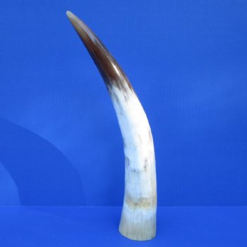 16 inches Polished White Cow Horn with browns, golds and white - Buy this one for $29.99