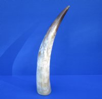 16 inches Polished White Water Buffalo Horn for Sale with browns, golds and white - Buy this one for $29.99