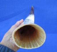 16 inches Polished White Water Buffalo Horn for Sale with browns, golds and white - Buy this one for $29.99