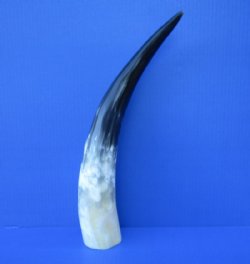 16-3/4 inches Polished White Water Buffalo Horn for Sale with blacks, greys and whites - Buy this one for $29.99