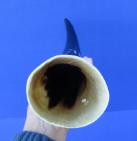 16-3/4 inches Polished White Water Buffalo Horn for Sale with blacks, greys and whites - Buy this one for $29.99