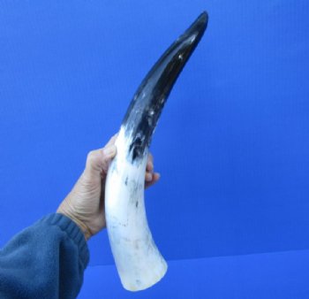 16-1/2 inches Polished White Water Buffalo Horn for Sale with blacks, greys and whites - Buy this one for $29.99