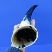 16-1/2 inches Polished White Water Buffalo Horn for Sale with blacks, greys and whites - Buy this one for $29.99
