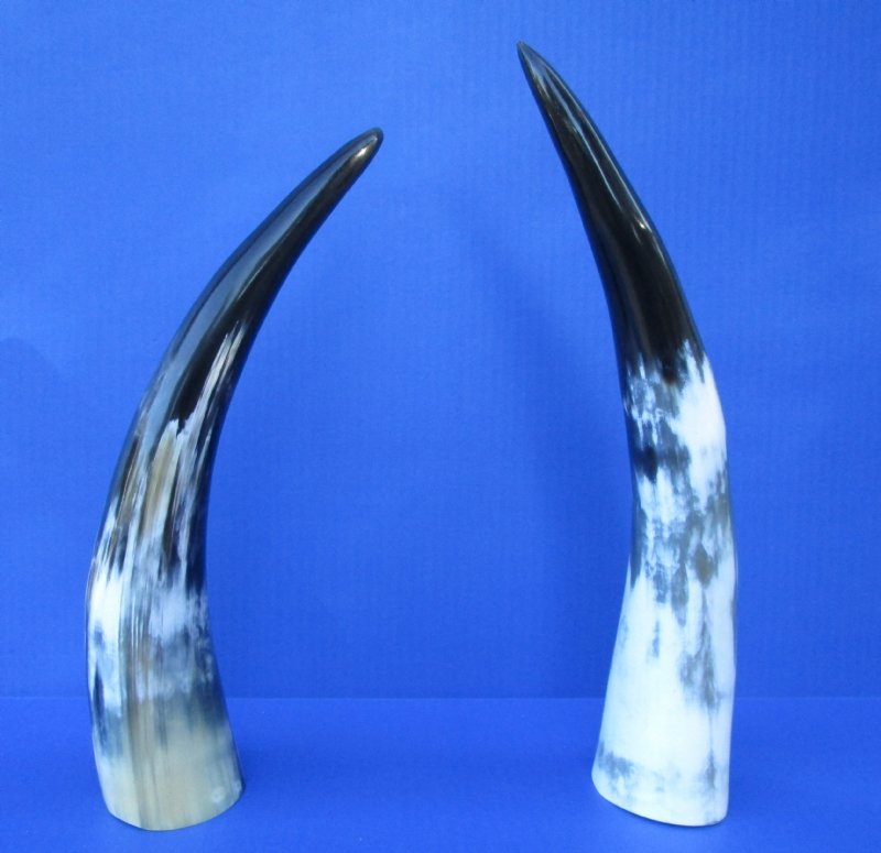 2 Polished Buffalo Horns for Sale 13 and 131/2 inches