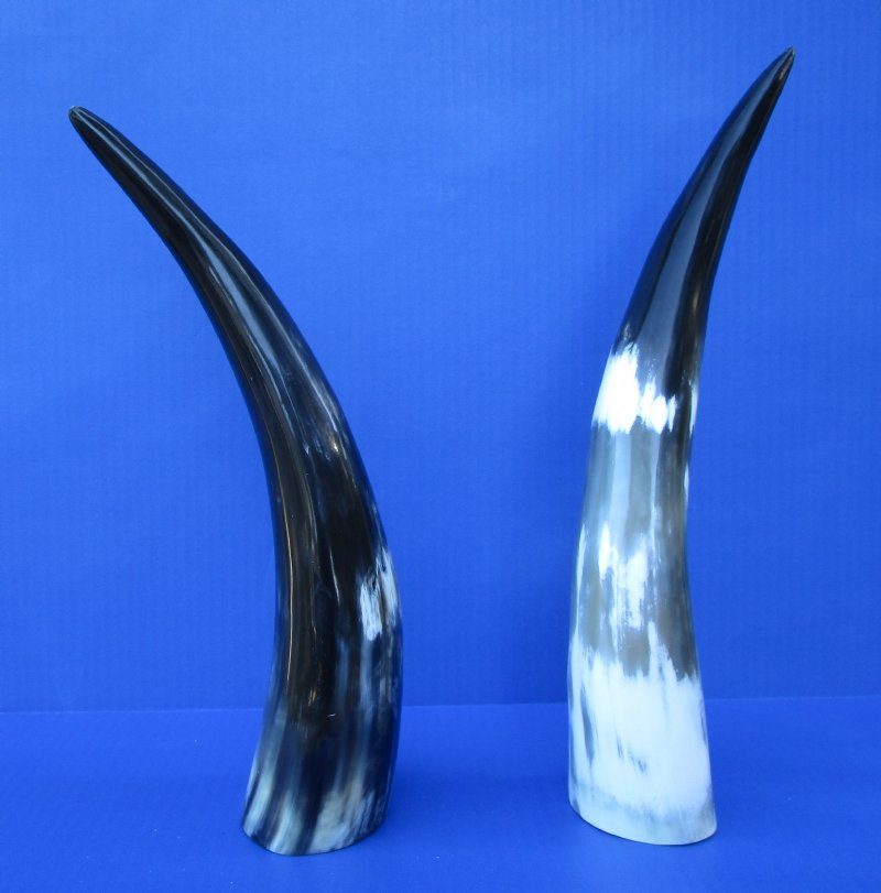 2 Polished Buffalo Horns for Sale 13 and 131/2 inches