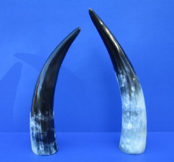 2 Polished Buffalo Horns for Sale 13 and 14-1/4 inches - Buy the 2 pictured for $14.50 each