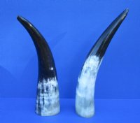 2 Polished Cow Horns for Sale 13 and 14-1/4 inches - Buy the 2 pictured for $14.50 each