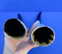 2 Polished Cow Horns for Sale 13 and 14-1/4 inches - Buy the 2 pictured for $14.50 each
