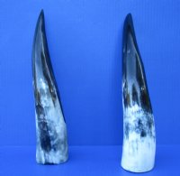 2 Polished Buffalo Horns for Sale 13 and 13-1/2 inches - Buy the 2 pictured for $14.50 each