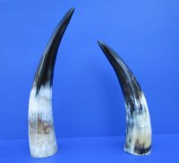 2 Polished Buffalo Horns for Sale 13 and 15 inches - Buy the 2 pictured for $14.50 each