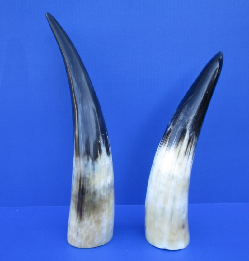 2 Polished Buffalo Horns for Sale 13 and 15 inches