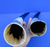 2 Polished Cow Horns for Sale 13 and 14-1/4 inches - Buy the 2 pictured for $14.50 each