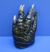 6-1/2 inches Free Standing Florida Alligator Foot for Sale Preserved with Formaldehyde - Buy this one for $24.99