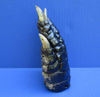 6-1/2 inches Free Standing Florida Alligator Foot - $24.99