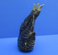 6-1/2 inches Free Standing Florida Alligator Foot - $24.99