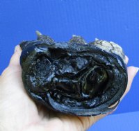 6-1/2 inches Free Standing Florida Alligator Foot - $24.99