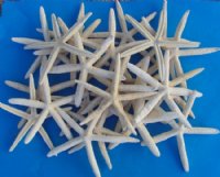 8 to 10 inches Dried Finger Starfish <font color=red> Wholesale</font>  - Case of 300 @ .60 each