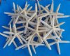 8 to 10 inches <font color=red> Wholesale</font> Finger, Pencil Starfish for Sale in Bulk (Off White in Color) - Case of 300 @ .60 each