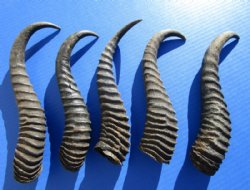 5 Male Springbok Horns for Taxidermy Crafts between 10 and 11-1/2 inches - Buy these for $9.00 each