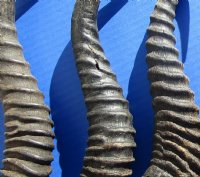 5 Male Springbok Horns for Taxidermy Crafts between 10 and 11-1/2 inches - Buy these for $9.00 each