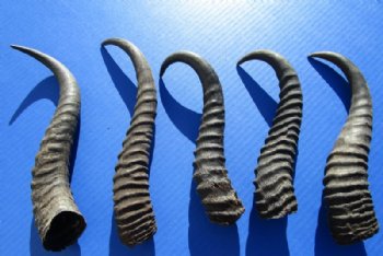 5 Male Springbok Horns for Crafts between 9-1/4 and 11 inches - Buy these for $9.00 each