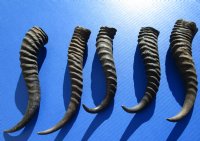 5 Male Springbok Horns for Crafts between 9-1/4 and 11 inches - Buy these for $9.00 each