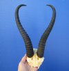 12 inches Male Springbok Horns on Skull Plate, Cap for $39.99