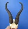 Male Springbok Skull Plate with 10-1/2 inches Horns -  Buy this one for $39.99