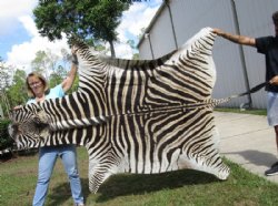 Authentic Zebra Skin Rug , Grade A Minus Exotic Area Rug, (SHIPPED UPS SIGNATURE REQUIRED) - Buy this one for $1050.00