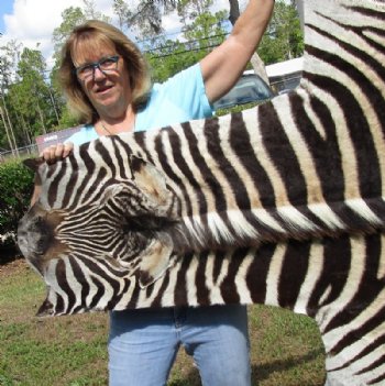 Authentic Zebra Skin Rug , Grade A Minus Exotic Area Rug, (SHIPPED UPS SIGNATURE REQUIRED) - Buy this one for $1050.00