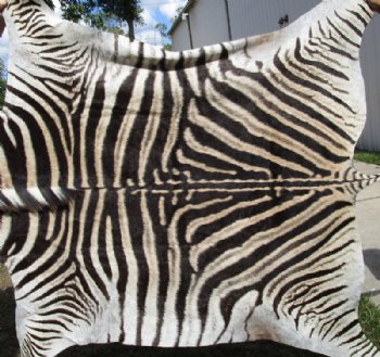 Authentic Zebra Skin Rug , Grade A Minus Exotic Area Rug, (SHIPPED UPS SIGNATURE REQUIRED) - Buy this one for $1050.00