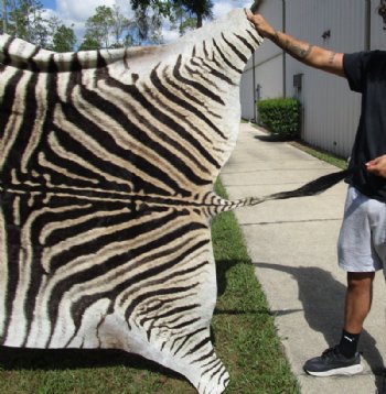 Authentic Zebra Skin Rug , Grade A Minus Exotic Area Rug, (SHIPPED UPS SIGNATURE REQUIRED) - Buy this one for $1050.00