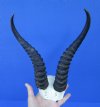 11 and 11-1/4 inches Male Springbok Horns on Skull Plate for $39.99