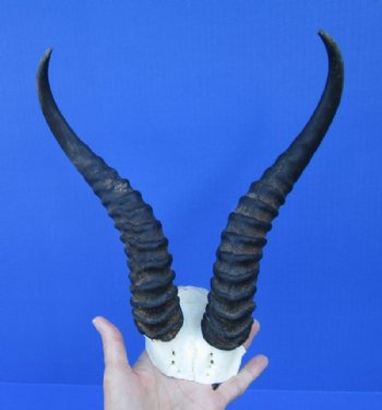 11 and 11-1/4 inches Male Springbok Horns on Skull Plate for $39.99