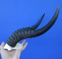 11 and 11-1/4 inches Male Springbok Horns on Skull Plate for $39.99