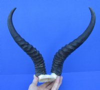 11 and 11-1/4 inches Male Springbok Horns on Skull Plate for $39.99