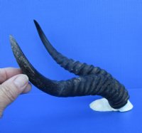 11 and 11-1/4 inches Male Springbok Horns on Skull Plate for $39.99