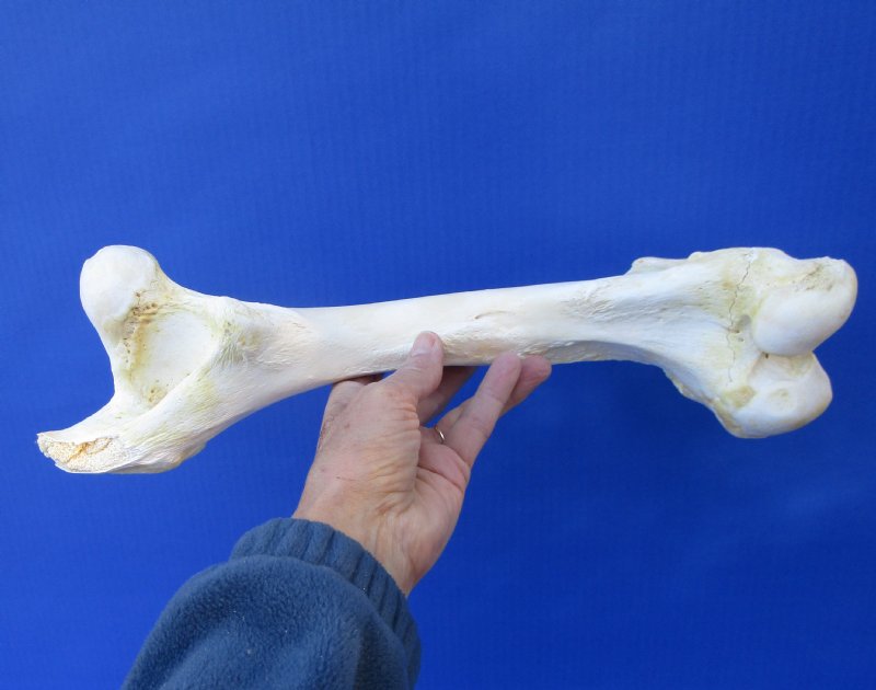 151/4 inches Water Buffalo Femur Bone for Bone Art and Crafts Buy